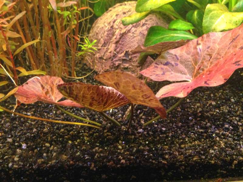 619265mhuibers_0_82_plant_aquarium5.jpg