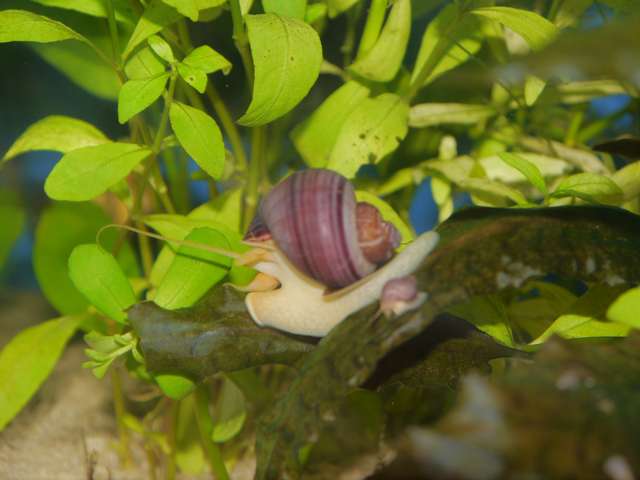 621524_0_82_aquariums_jan_2014_039.jpg