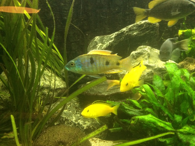 621684aquaria17_0_84_image2_1.jpg