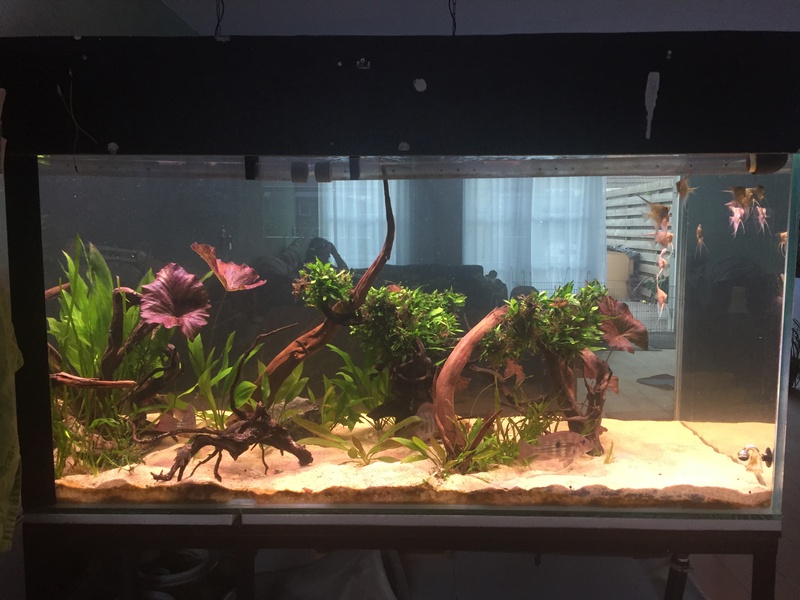 625797tuinkabouter_0_85_guppenbakke.jpg