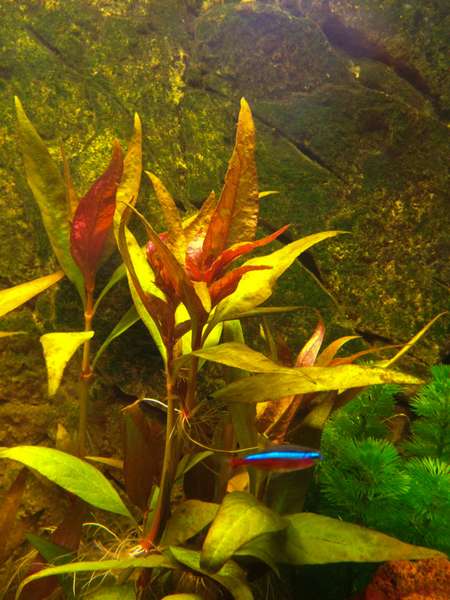 628321mhuibers_0_82_plant_aquarium10.jpg
