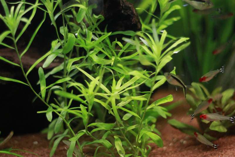 629223_0_82_plant1.jpg