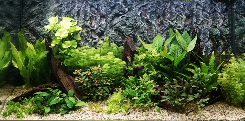 629584paulstone_0_85_aquariu.jpg