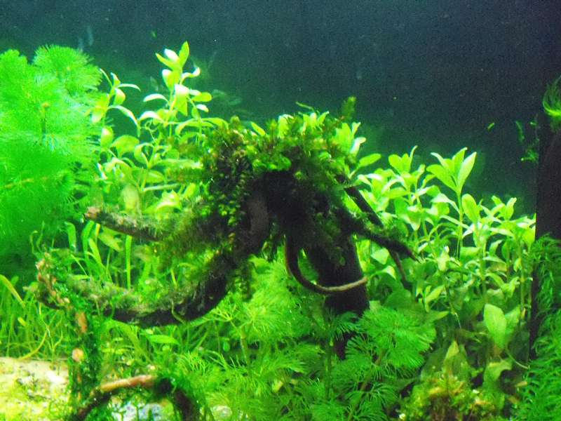 632846deplantenman_0_82_foto_aquarium_005.jpg