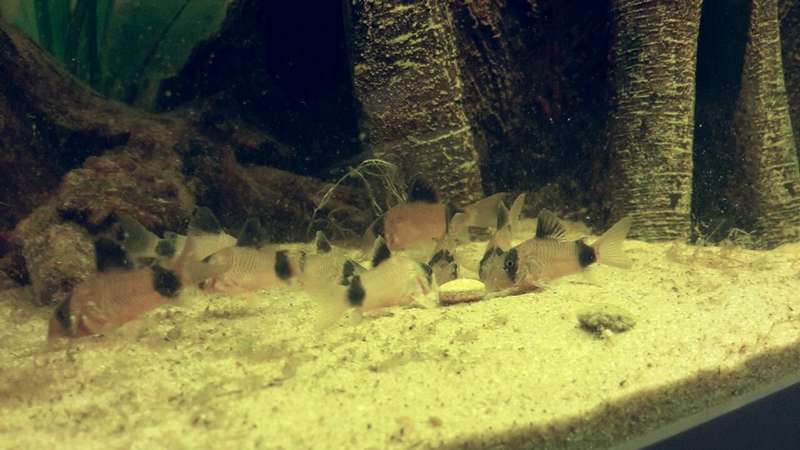 634279_0_82_corydoras_panda.jpg