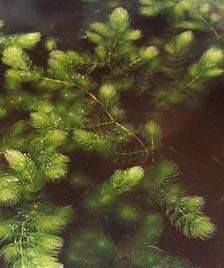 637217_0_82_hoornblad.jpg