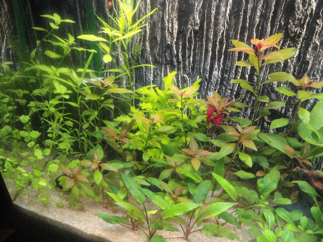 645588martinc_0_85_aquariu.jpg