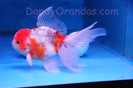 645657_0_82_oranda_2.jpg