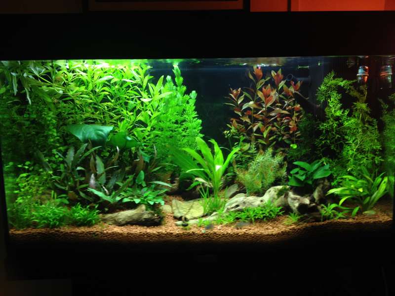 646996butternutsquash_0_82_aquarium_9.jpg