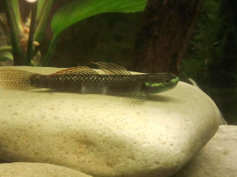 648736_0_82_stiphodon.jpg