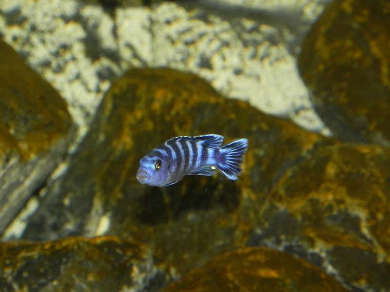 652137_0_82_demasoni_1.jpg