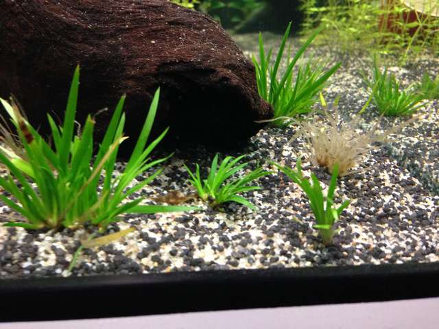 652158matin_0_82_plant_aquarium_001.jpg