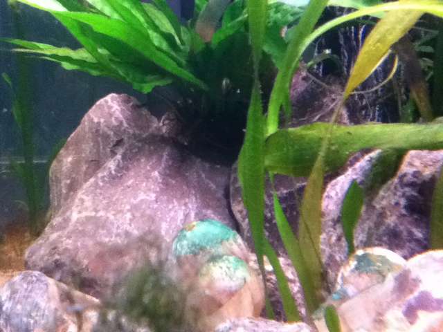 652334blub1234_0_82_afbeelding_007.jpg