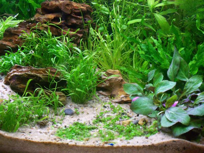 655858deplantenman_0_82_3614_planten_006.jpg