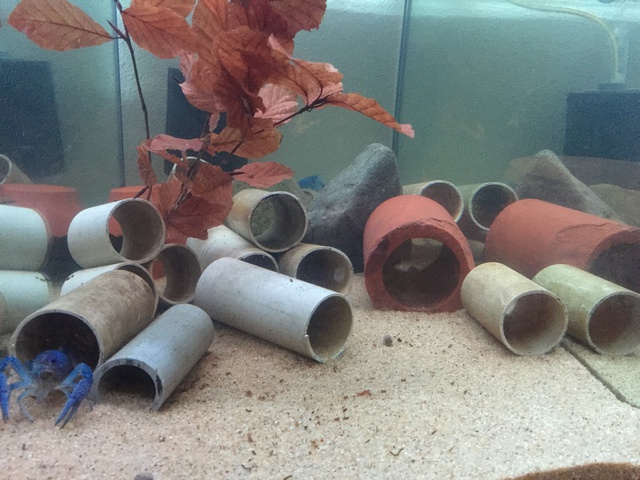 657485pirke64_0_85_aquariu.jpg