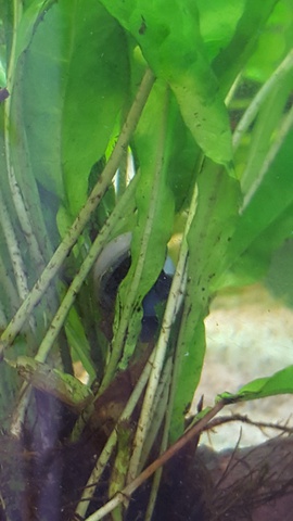 658753ricky697_0_85_aquariu.jpg