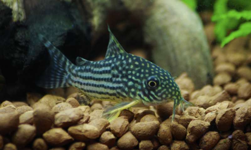 659775butternutsquash_0_82_corydoras_sterbai.jpg
