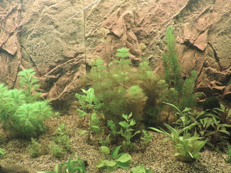 664319tamara1988_0_82_aquarium_19.jpg