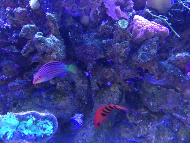 664572aquaria17_0_84_image2.jpg