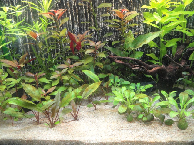672821martinc_0_85_aquariu.jpg