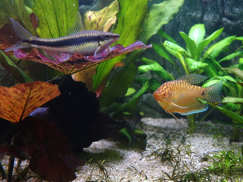 673325biljoenblik_0_85_aquaforu.jpg