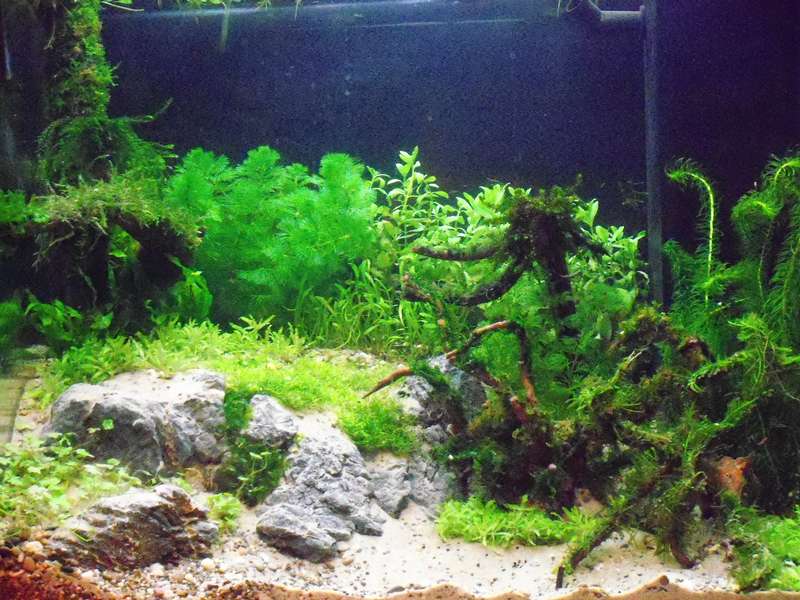 674586deplantenman_0_82_foto_aquarium_004.jpg