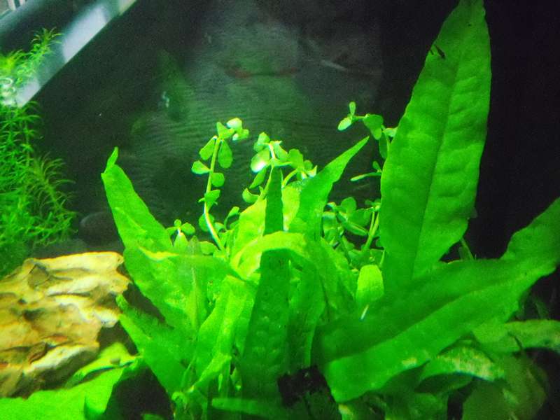 677822deplantenman_0_82_foto_aquarium_002.jpg