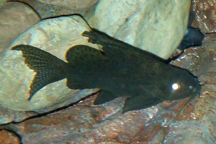 678719_0_82_synodontis.jpg