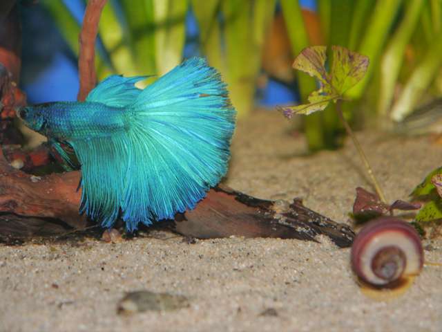 689786_0_82_aquariums_dec_13_058.jpg