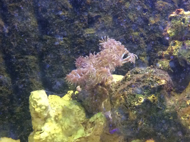 693818aquaria17_0_84_image1_1.jpg