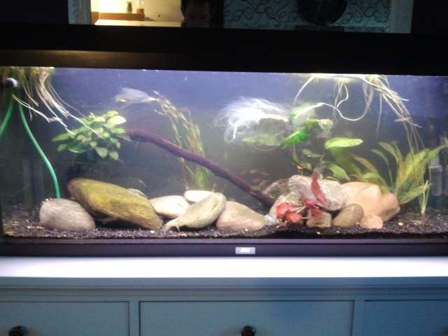 696769_0_82_aquarium.jpg