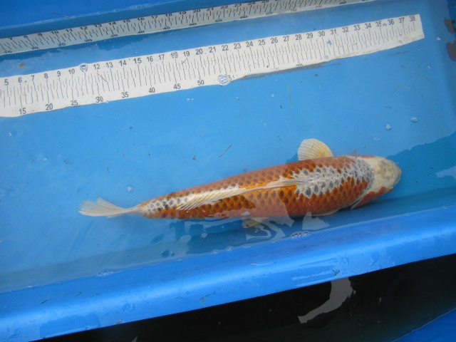 697891kimelderhorst_0_85_koi_peter_su.jpg