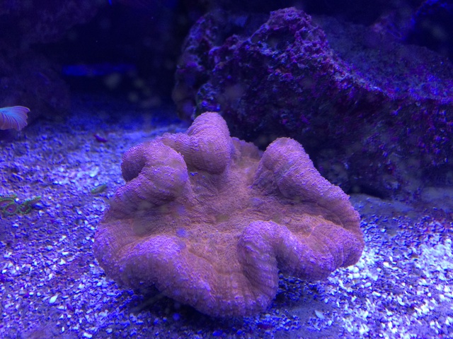 698264aquaria17_0_84_img_2235.jpg