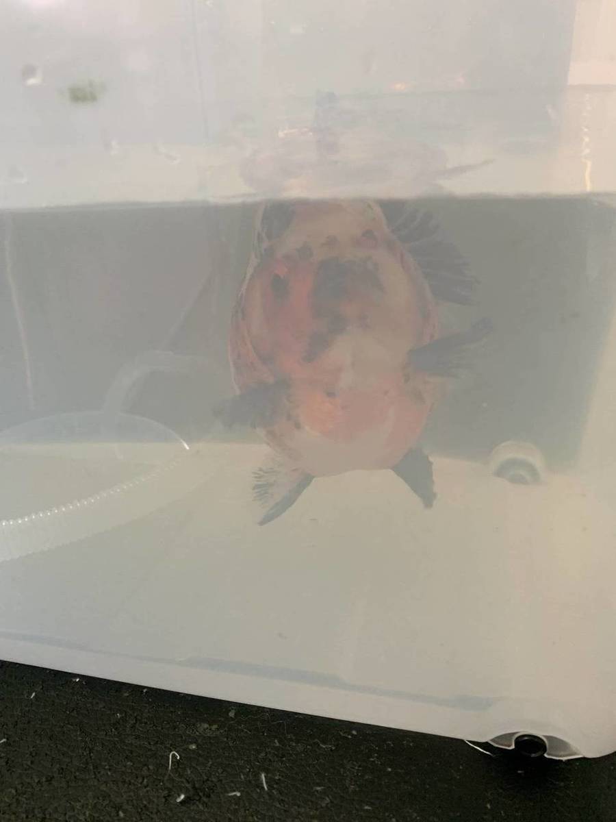6BD4043B-CA3C-4467-93DF-63E7FA5A2ED0.jpeg