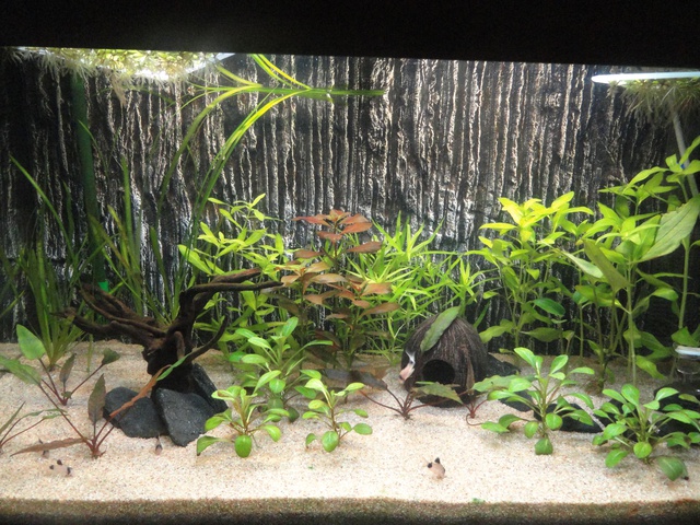 711126martinc_0_85_aquariu.jpg