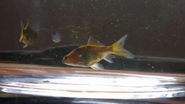 711751chris10_0_82_danio1.jpg