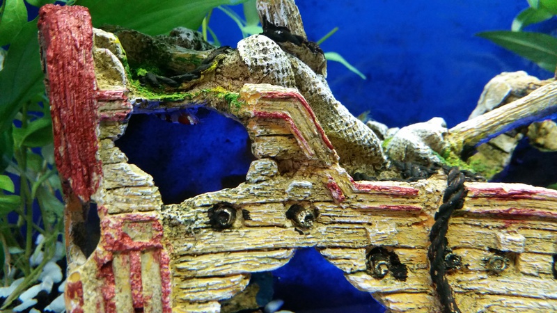 711826aquasimba_0_84_20150329_145212.jpg