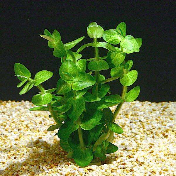 714586_0_82_bacopa_lanigera.jpg