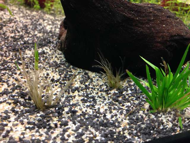 714681matin_0_82_plant_aquarium_002.jpg