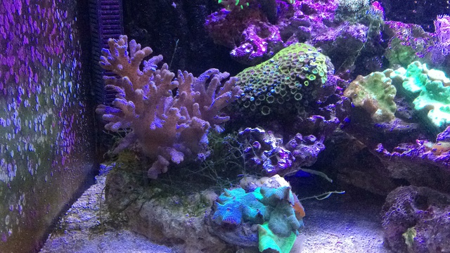 714819aquaria17_0_84_image1.jpg