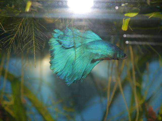 721226_0_82_aquariums_jan_2014_033.jpg