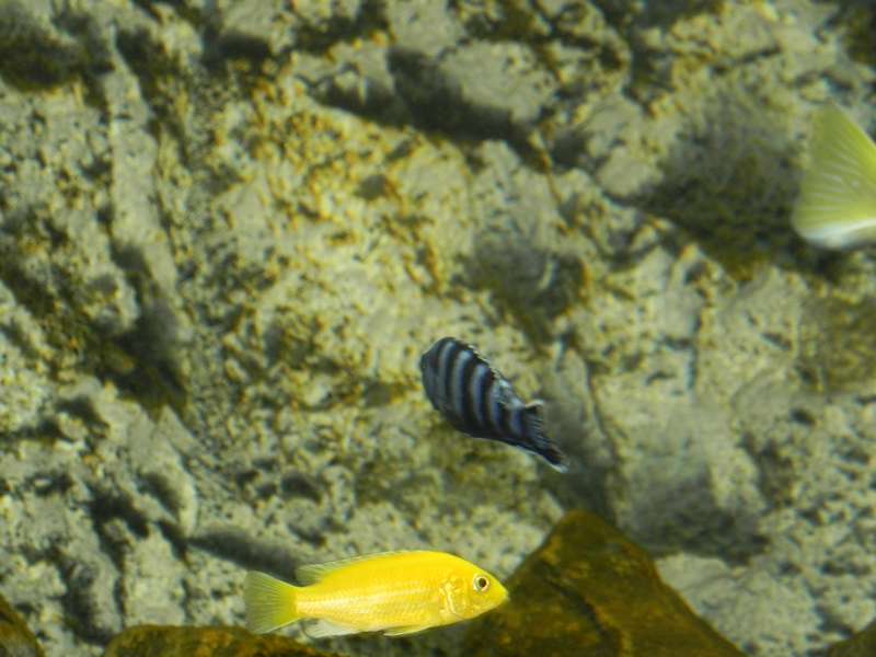 724436_0_82_yellow_female.jpg