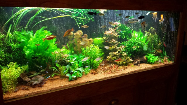 729361dreeke_0_85_aquariu.jpg