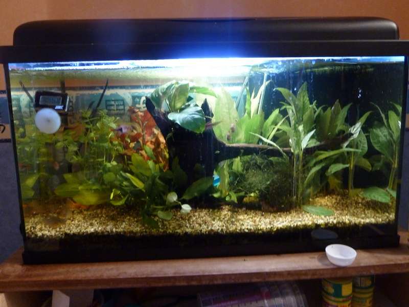 737432_0_82_bb_platy_008.jpg