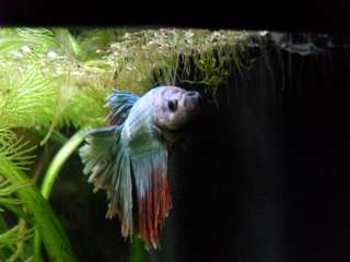 739525_0_82_betta_18_o5_15_012.jpg