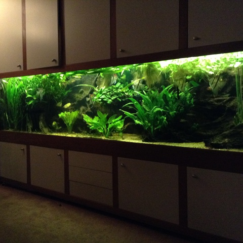 741893mjm.vandijk_0_85_aquariu.jpg