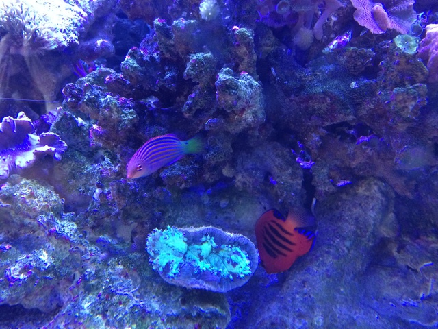 742231aquaria17_0_84_image4.jpg