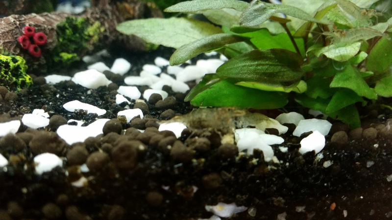 743686aquasimba_0_84_20150406_153704.jpg