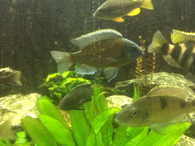 746167aquaria17_0_84_image1_1.jpg