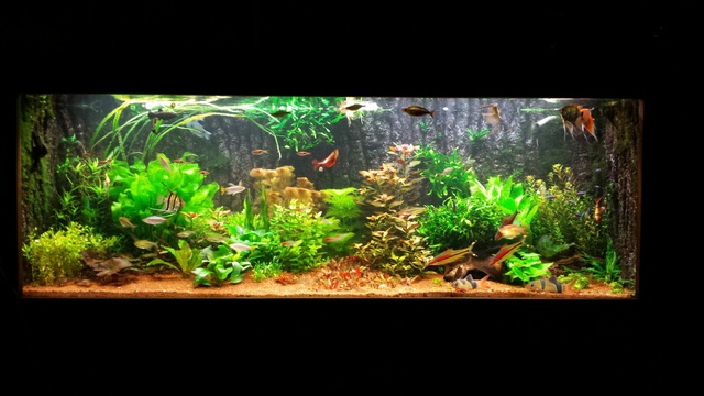 746796dreeke_0_85_aquariu.jpg